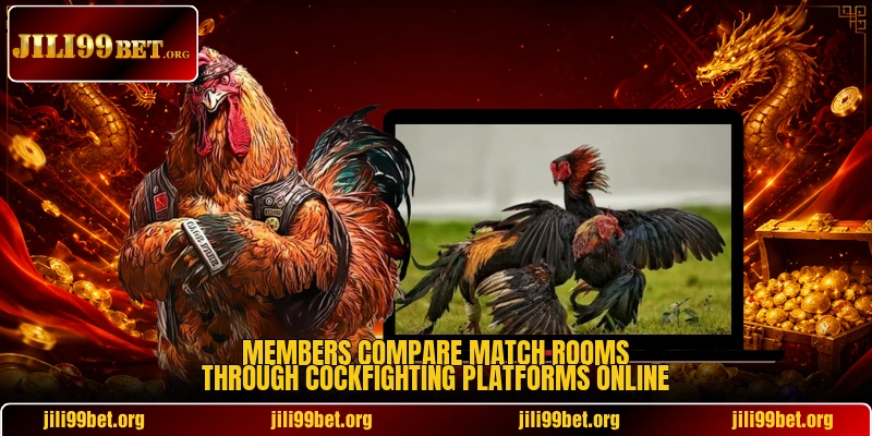 Members compare match rooms through Cockfighting platforms online
